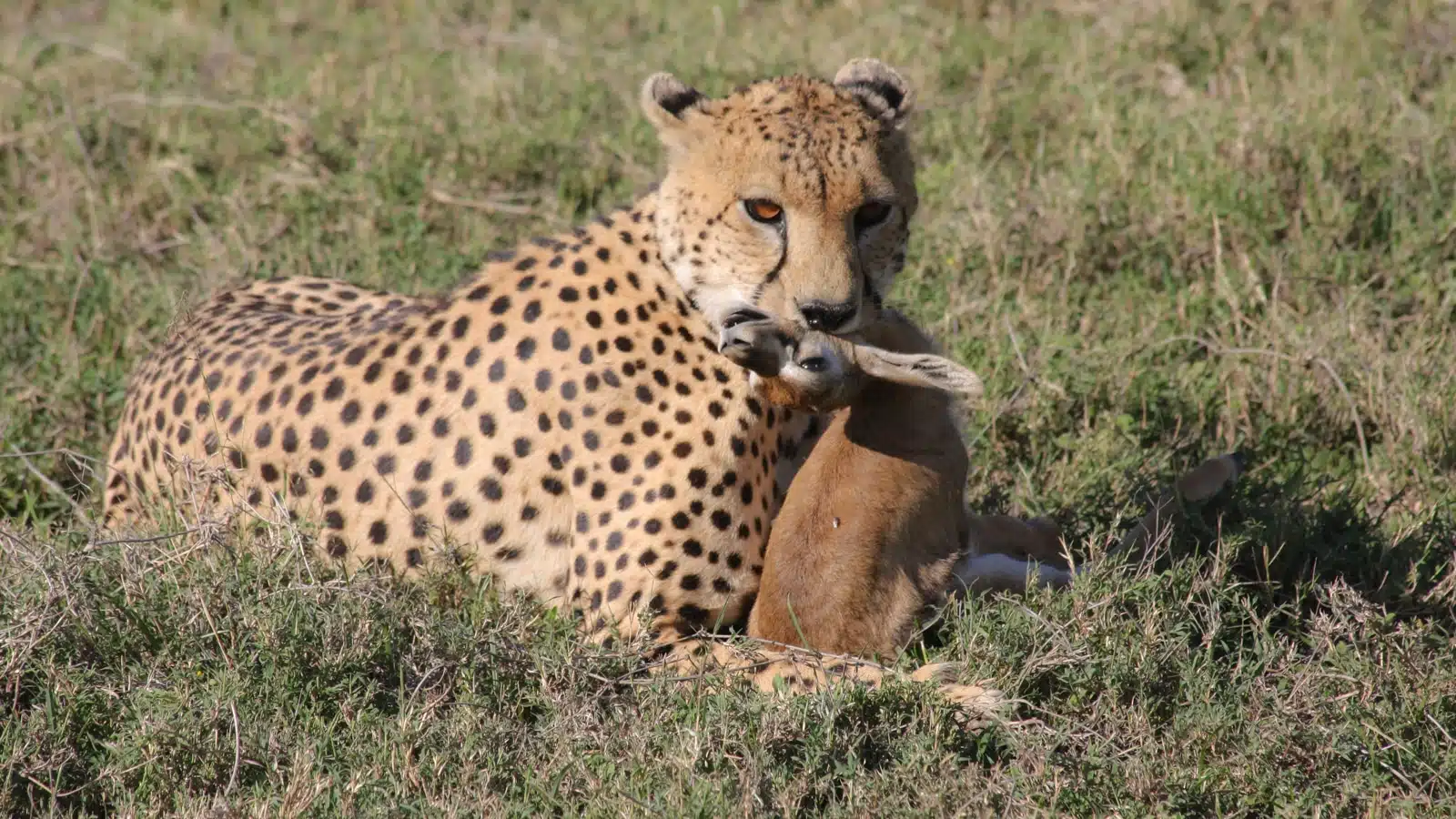 Lobo Valley Safari Guide