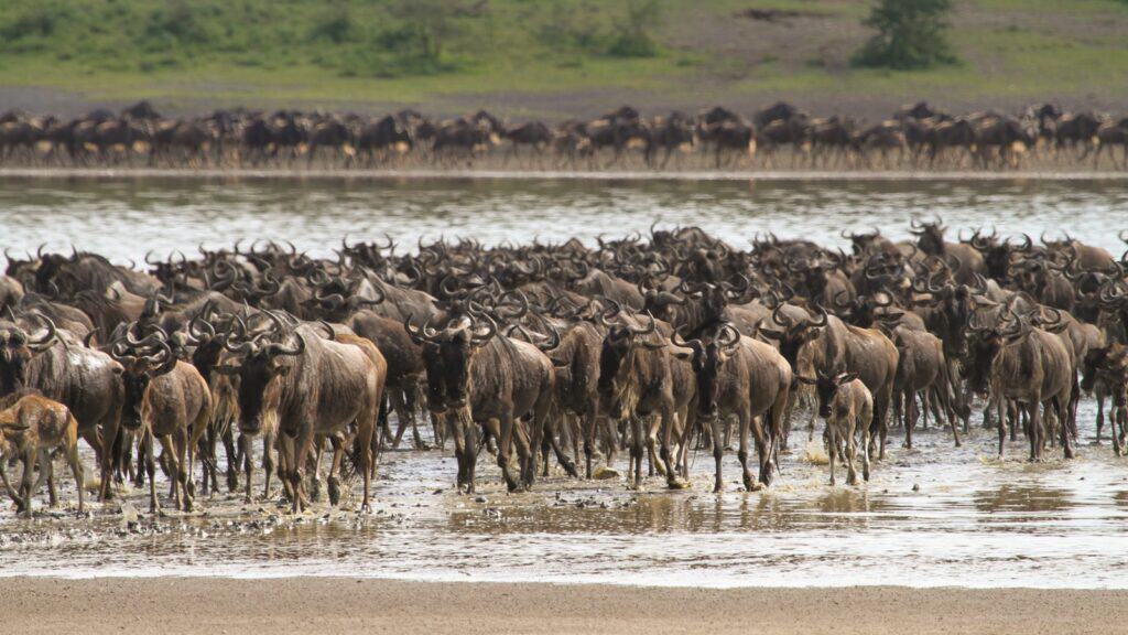2-Day Serengeti Safari from Zanzibar
