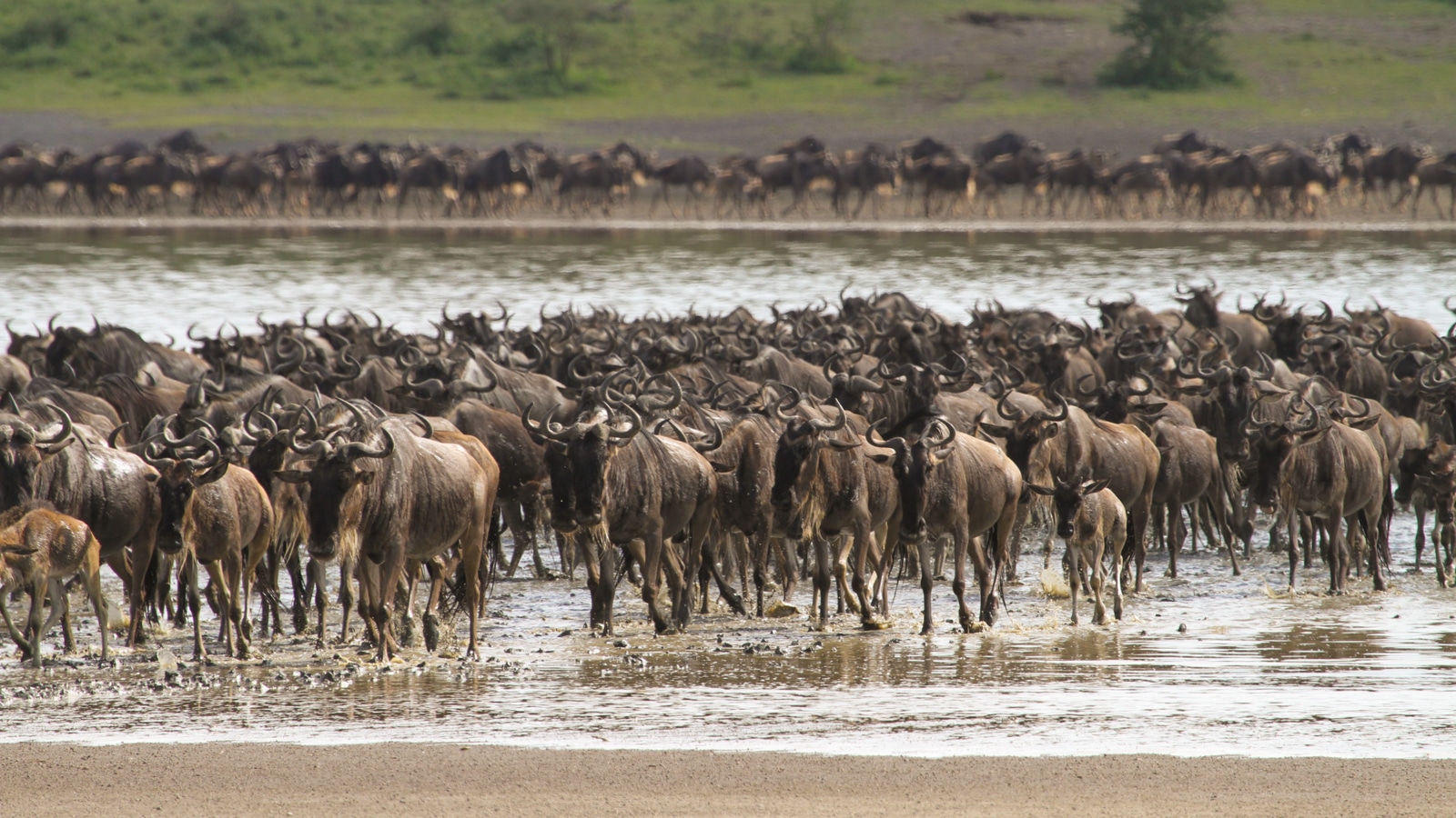 2-Day Serengeti Safari from Zanzibar