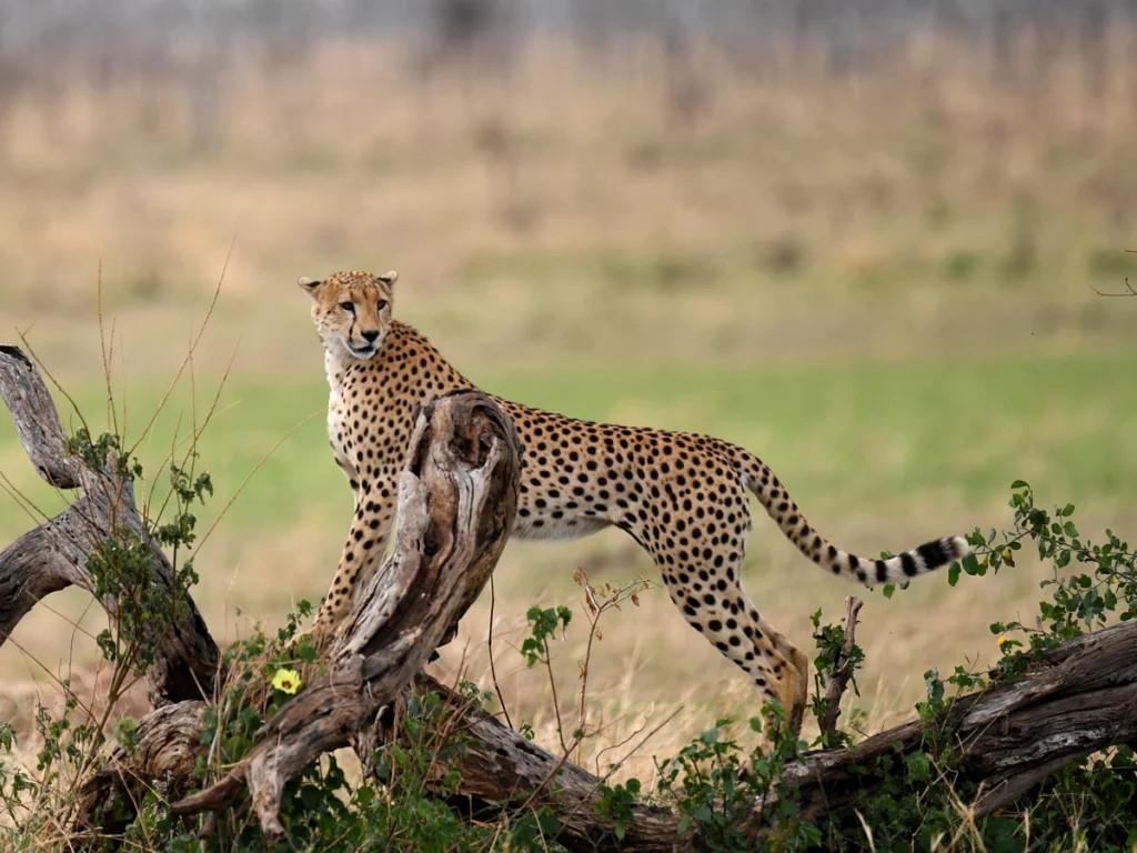 Seronera Valley Safari Guide