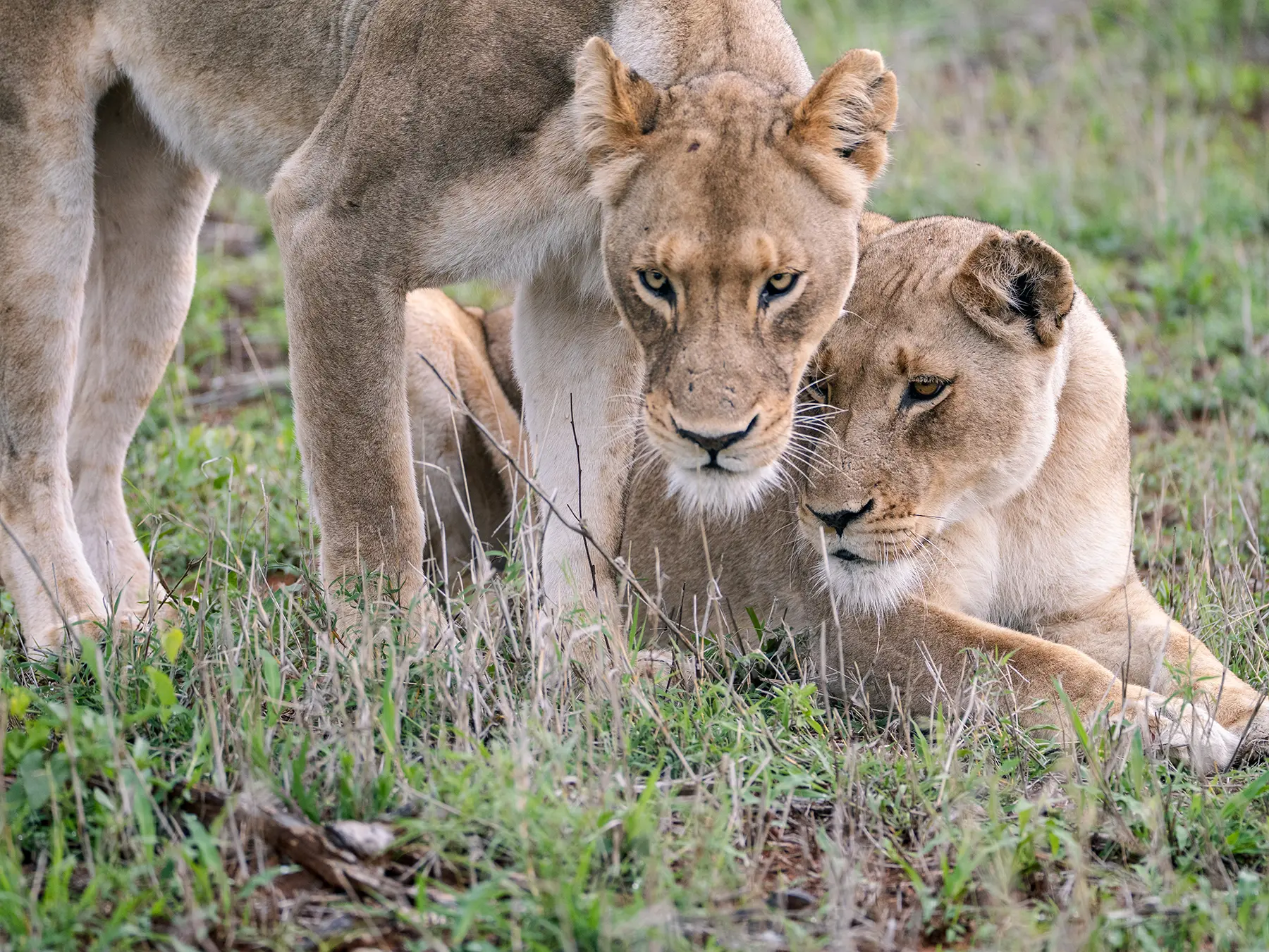 Salei Plains Safari Guide