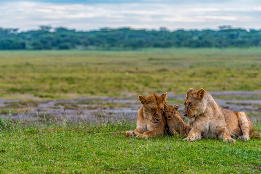 Lake Ndutu Safari Guide