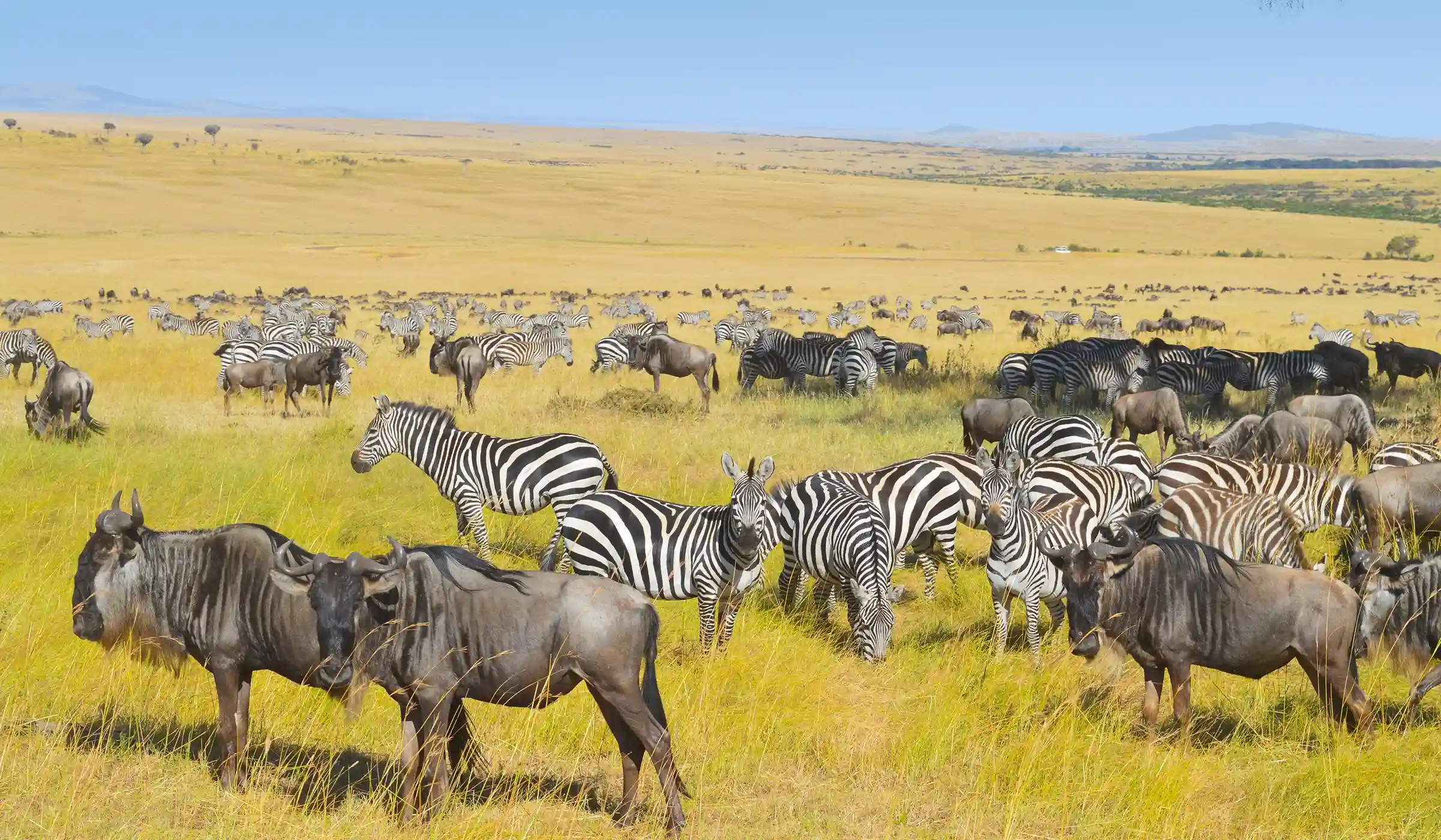 Bologonja Springs Safari Guide