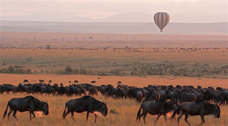Serengeti National Park Safari Guide
