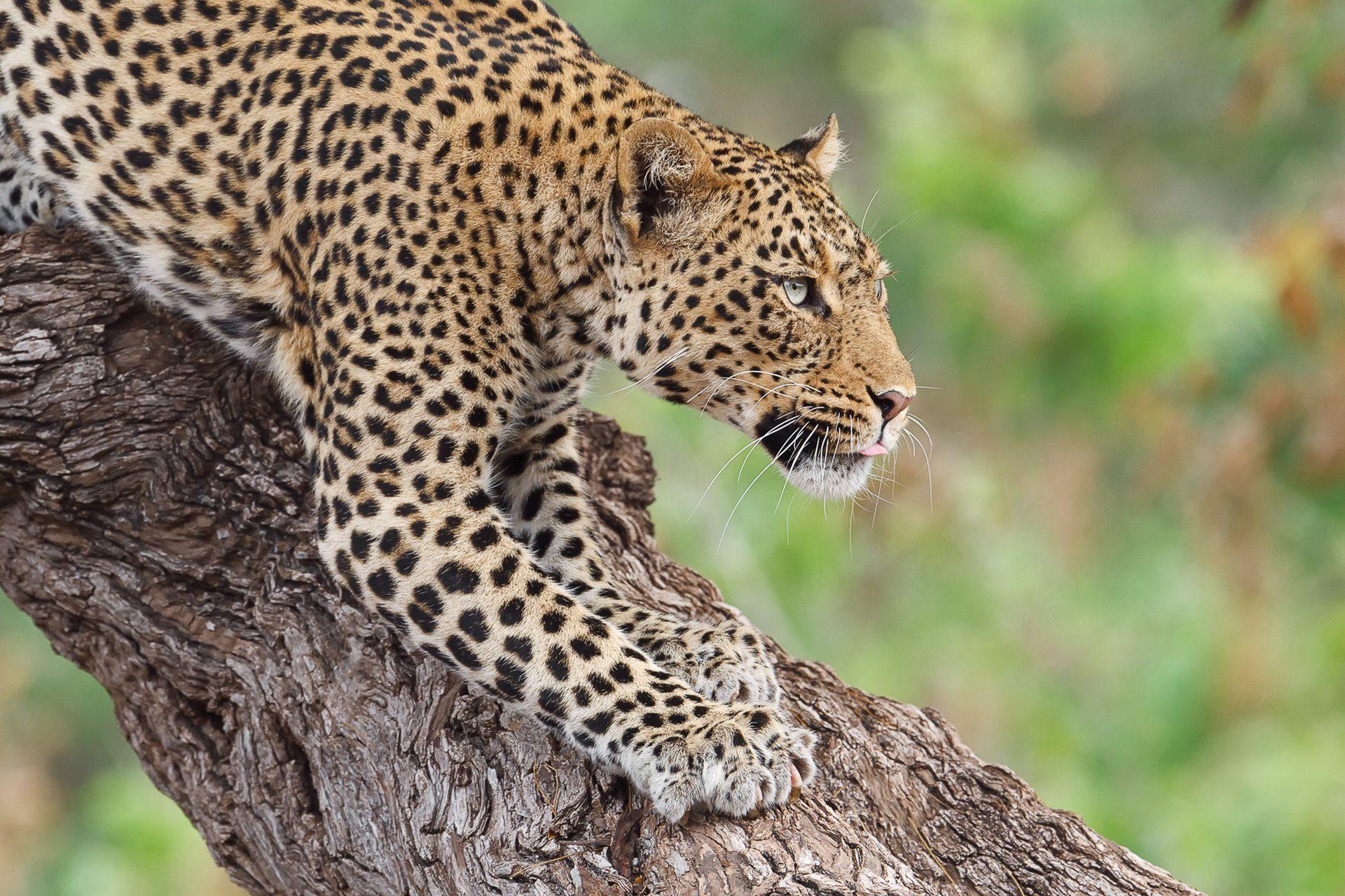 Ruwana Plains Safari Guide