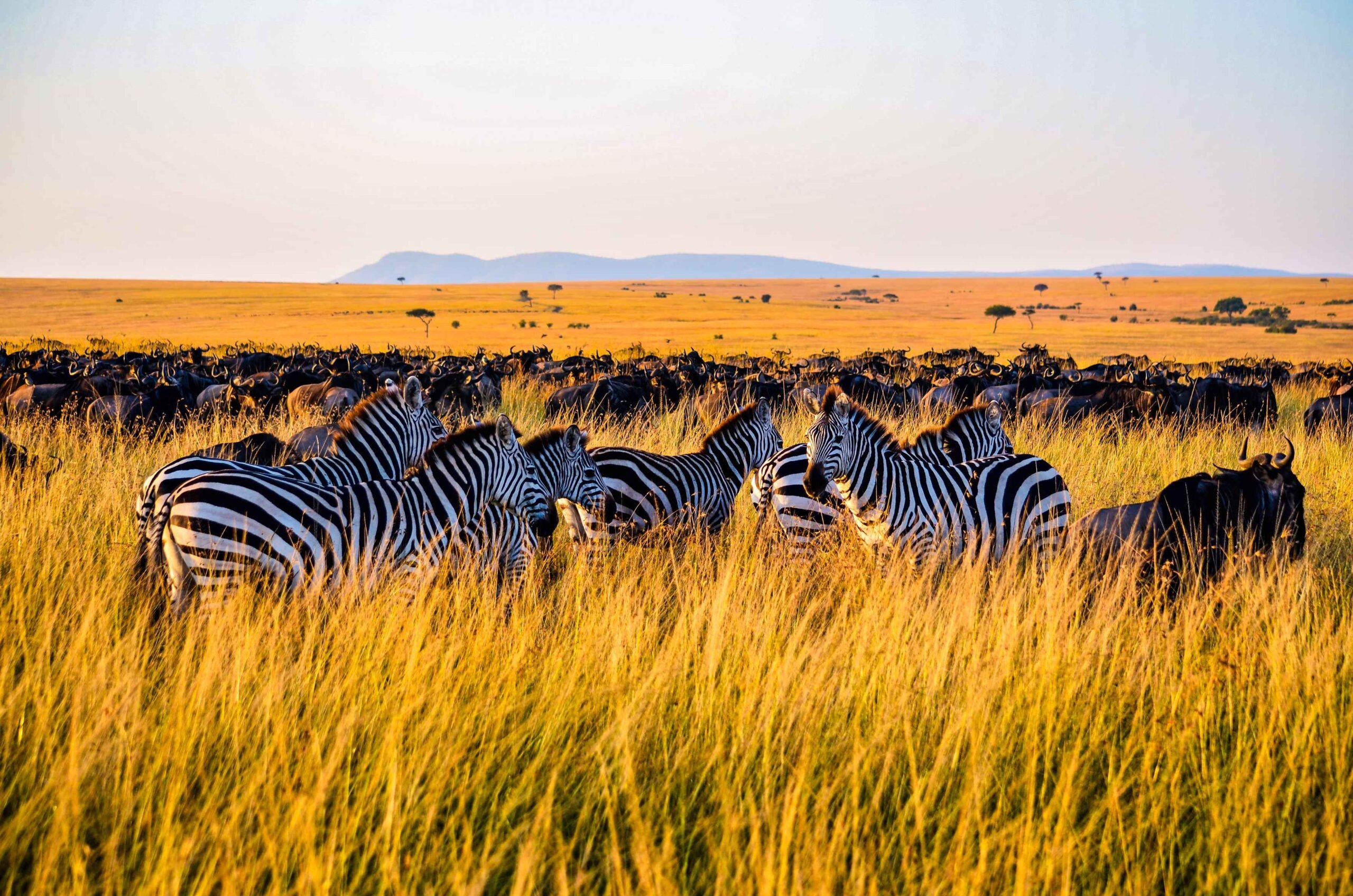Wogakuria Safari Guide
