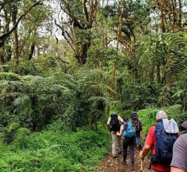 mount-kilimanjaro-national-park-day-trip